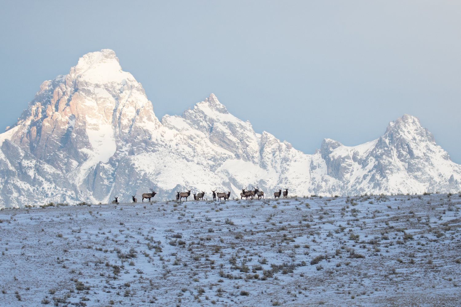 An elk herd strung out across the winter flats below the hills.